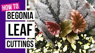 How to propagate Begonias from leaf cuttings  Begonia care tips [upl. by Len]