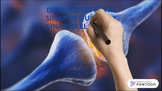 Sinapsis Diferencia entre Sinápsis Eléctrica y Química [upl. by Adel]