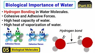 Hydrogen Bonding  Cohesive amp Adhesive forces  High heat capacity amp High heat of vaporization [upl. by Brita]