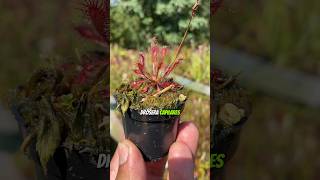 Drosera Capillaris muito linda plantacarnivora plantascarnivoras [upl. by Nabala745]