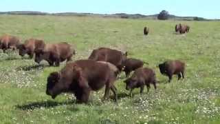 Randals Bison dans les Cévennes [upl. by Aimek]