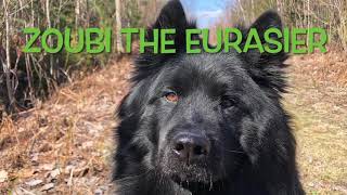 ZOUBI THE EURASIER RECALL SKILLS [upl. by Araik459]