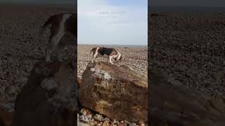 Bexhill sea front 2 beagle shorts ocean [upl. by Vacuva]