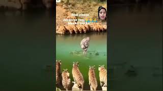 Ek maa apane baccha ko tiger animals [upl. by Frederick]