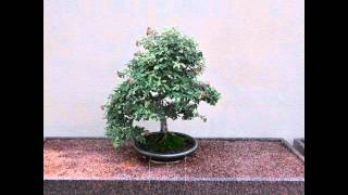 The Bonsai Collections of The Montreal Botanical Gardens [upl. by Etnuhs]