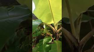 Latundan Banana  Musa Acuminata herbs beauty fruitnaturehealth [upl. by Ailaham735]