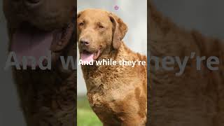 Chesapeake Bay Retriever The Smartest Dog You’ve Never Heard Of  Amazing Dog Facts [upl. by Smart]