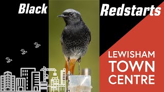 Chasing Black redstarts in Lewisham Shopping Centre in Spring [upl. by Radman]