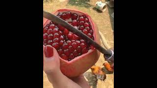 fruit festiveseasonwithorganicharvest gardening fruitcutting seasonalharvest [upl. by Lundgren]