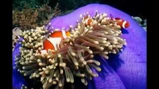 Clownfish and Sea Anemones [upl. by Etnomed]