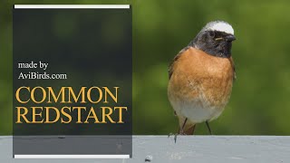 Common Redstart Phoenicurus Phoenicurus [upl. by Bostow]