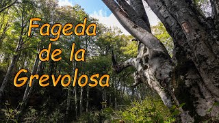 La Fageda de la Grevolosa [upl. by Jerrome625]