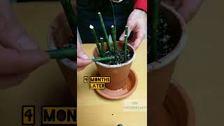 Sansevieria Fernwood Propagation [upl. by Tarr]