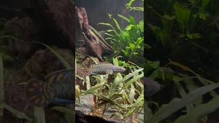 Channa Bleheri  Rainbow Snakehead Chilling in Community Aquarium [upl. by Yellek]