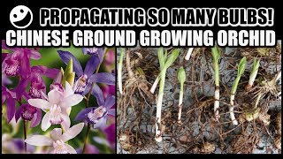 PROPAGATION amp REPOT  Chinese Ground Growing Orchids  Bletilla Striata [upl. by Eanert]