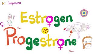 Estrogen amp Progesterone  Source Metabolism Structure amp Function [upl. by Okimat307]