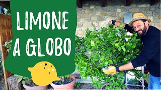 POTARE il LIMONE in VASO 5 cose da sapere [upl. by Akehsar638]