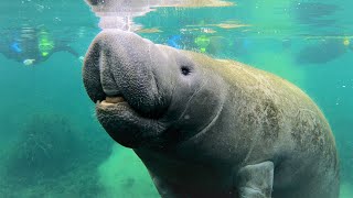 Swimming With MANATEES in Crystal River Florida [upl. by Gnehc]