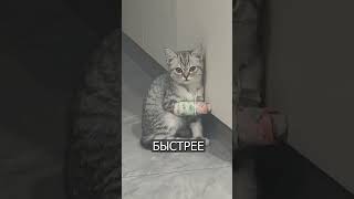 Грустный котик С ГИПСОМ набирает просмотры [upl. by Felisha861]