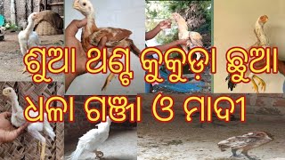 parrot beak temper tail chicks male female in odisha l princeaseelpoint [upl. by Utta]