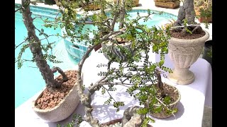 Operculicarya decaryi Exotic Bonsai Pachyform out of Dormancy with Seeds  Episode 66 [upl. by Imac]