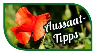 Aussaat amp Gartentipps im Juli 🌱 Garten im Juli 🌱 Jungpflanzenanzucht [upl. by Hattie283]