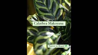 Calathea Makoyana ‘Peacock’ Care [upl. by Alekin]