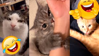 🐱 Funny Cats Being Hilarious 🐱🤣 funny cat and animals compilation 🎉🐶🐾 35 [upl. by Asserak]