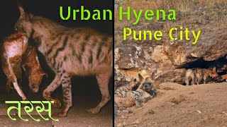 Indian Striped Hyena  Urban Hyena  Hyena in mountains of Dhanori Pune City  तरस  लकड़बग्घा [upl. by Gasper]