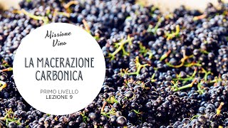 Lezione 9 Come si fa il vino novello  La macerazione carbonica [upl. by Nolte215]