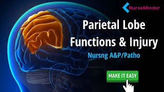 Parietal Lobe Study Tips for Nursing Students [upl. by Ritter]