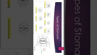 types of stomata  Bsc biology [upl. by Assiroc]