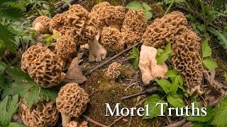 The mother load of morel mushrooms under one tree RAW video [upl. by Ardolino]