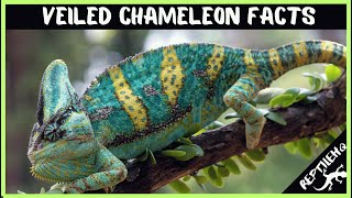 Discover the Hidden World of Veiled Chameleons With These Facts [upl. by Hodge]