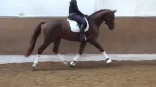 DannebrogFabriano stallion  2012 for sale [upl. by Ellie941]