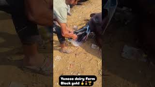 Yunoos dairy farm Haryana border Kosi Kalan [upl. by Skiest909]