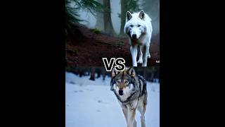 White wolf vs gray wolf and husky animals [upl. by Jacoby]