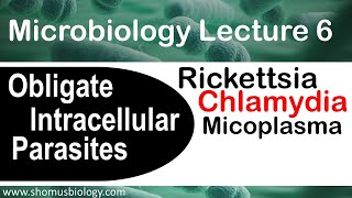 Microbiology lecture 6  Obligate intracellular parasites  Rickettsia Chlamydia bacteria [upl. by Killam]