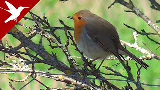 Robin redbreast Erithacus rubecula  Early Spring [upl. by Rosenberg]