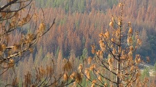 Understanding Forest Ecology Fire Water and Bark Beetles [upl. by Aram]