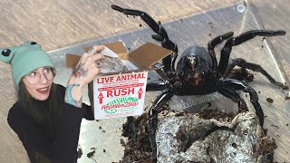 ANGRY amp DRAMATIC Trapdoor Spider Unboxing from Hardcore Arachnids [upl. by Marris301]