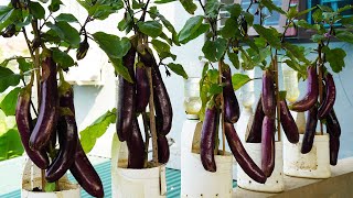 The Method Of Growing Plastic Bottle Eggplants Produces A Lot Of Large Fruits [upl. by Annayd380]