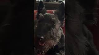 My Scottish terrier  Dodger terrier scottie doglife [upl. by Ahsiuqel]