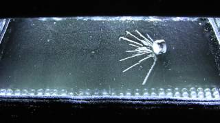 Am241 in the Cloud chamber 1080p [upl. by Ahsii588]