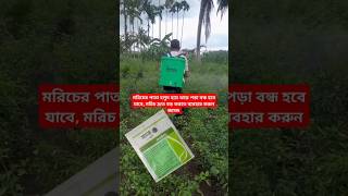 মরিচের পাতা হলুদ হয়ে ঝরে পড়ে যাচ্ছে ইনশাআল্লাহ আর পর্বে না।মরিচচাষপদ্ধতি agriculture farmer [upl. by Markland]