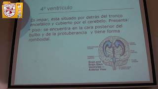 Anatomía  Sistema Ventricular [upl. by Ttezil]