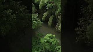 jungle shots live and sub plz nowforyou reels viral trending nature naturelovers [upl. by Anoyk21]