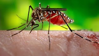 A virologist explains Zika [upl. by Naesed]