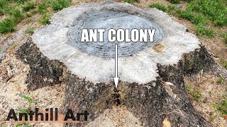 Casting an Ant Colony in a Stump with Molten Aluminum Anthill Art Cast 121 [upl. by Cirde241]