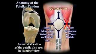 Anatomy Of The Patellar Tendon  Everything You Need To Know  Dr Nabil Ebraheim [upl. by Thier140]